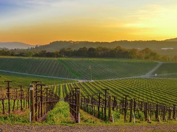 Technoretail - Tecnologia Blockchain e vino: IBM ed eProvenance lanciano la piattaforma VinAssure 