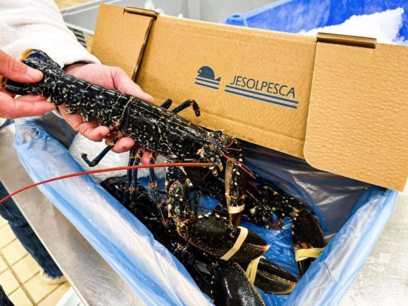 Technoretail - Cattel lancia un nuovo packaging sostenibile per il pesce fresco 