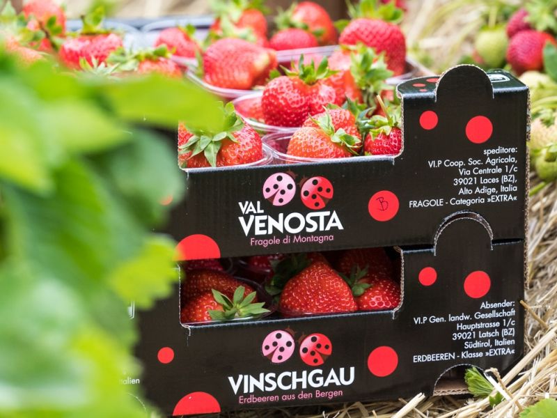 Technoretail - Vip: sensori e AI rivoluzionano la filiera delle fragole alpine 